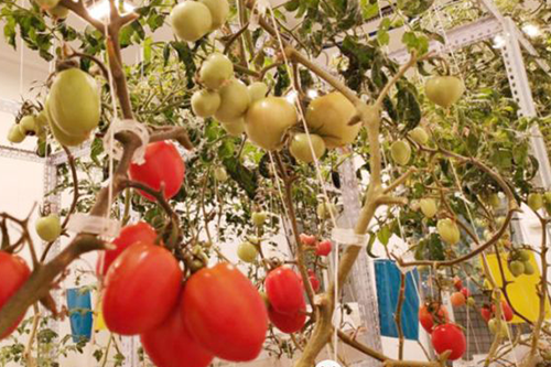Lenon plant light environment laboratory - childhood tomato flavor