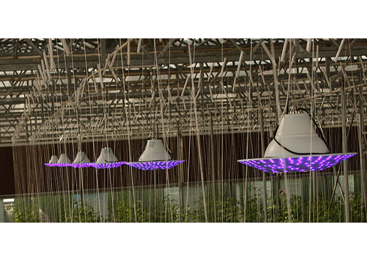 China shandong qingzhou hua agriculture