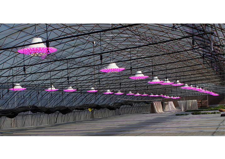 China's shanxi juxin weiye greenhouse LED light supplement project