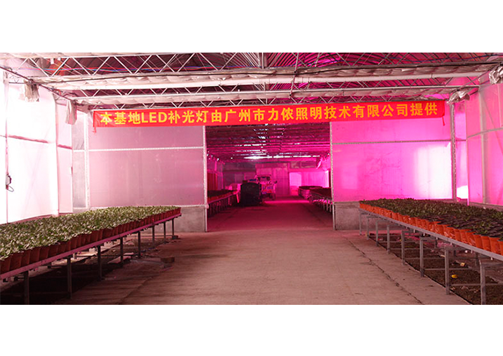 Succulent LED light supplement case