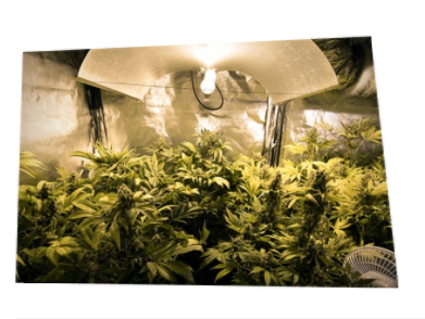 大麻种植技巧：如何设置室内植物灯